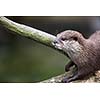 An oriental small-clawed otter / Aonyx cinerea / Asian small-clawed otter