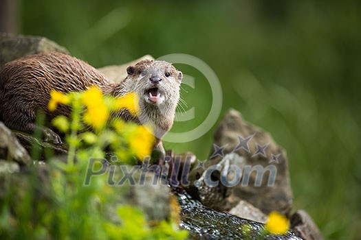 An oriental small-clawed otter / Aonyx cinerea / Asian small-clawed otter An oriental small-clawed otter / Aonyx cinerea / Asian small-clawed otter