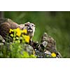 An oriental small-clawed otter / Aonyx cinerea / Asian small-clawed otter