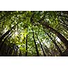 spring forest treetops (intentionally distorted image; shot with a fisheye lens)