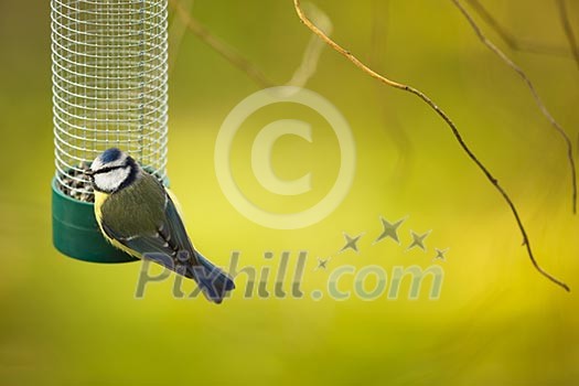 Tiny Blue tit on a feeder in a garden, hungry during winter (lat. Parus caeruleus) Tiny Blue tit on a feeder in a garden, hungry during winter (lat. Parus caeruleus)