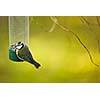 Tiny Blue tit on a feeder in a garden, hungry during winter (lat. Parus caeruleus)