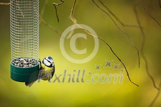 Tiny Blue tit on a feeder in a garden, hungry during winter (lat. Parus caeruleus)