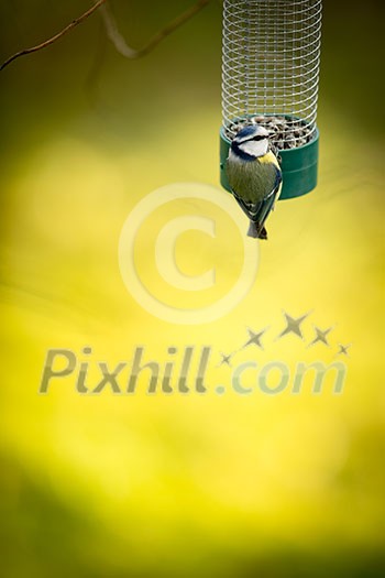 Tiny Blue tit on a feeder in a garden, hungry during winter (lat. Parus caeruleus) Tiny Blue tit on a feeder in a garden, hungry during winter (lat. Parus caeruleus)