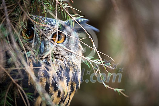 Eagle Owl, Bubo bubo Eagle Owl, Bubo bubo