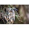 Eagle Owl, Bubo bubo