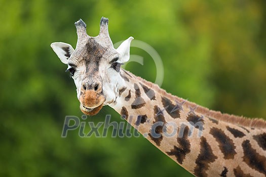 Giraffe (Giraffa camelopardalis) Giraffe (Giraffa camelopardalis)