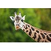 Giraffe (Giraffa camelopardalis)