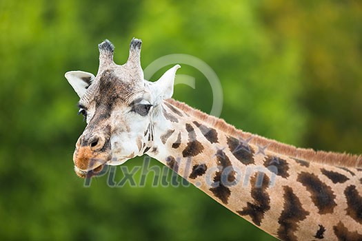 Giraffe (Giraffa camelopardalis) Giraffe (Giraffa camelopardalis)