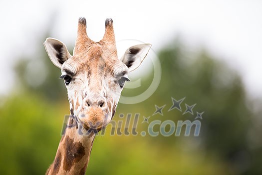 Giraffe (Giraffa camelopardalis) Giraffe (Giraffa camelopardalis)