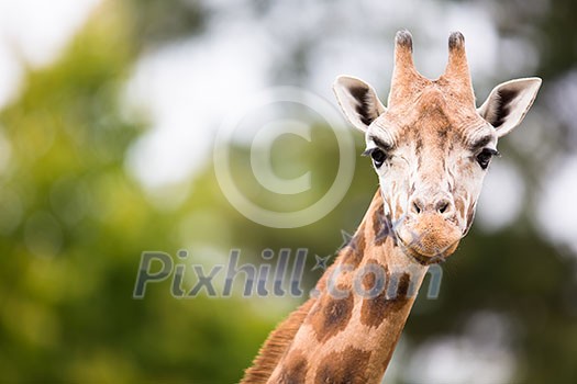 Giraffe (Giraffa camelopardalis) Giraffe (Giraffa camelopardalis)