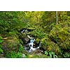 mountain forest landscapecreek with fresh water