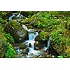 mountain forest landscapecreek with fresh water