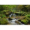 mountain forest landscapecreek with fresh water