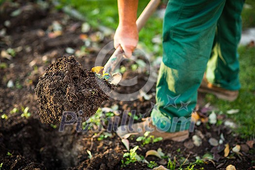 Gardening - man digging the garden soil with a spud (shallow DOF; selective focus)