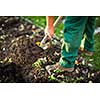 Gardening - man digging the garden soil with a spud (shallow DOF; selective focus)