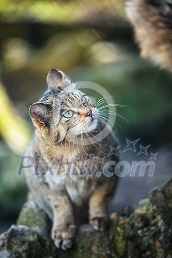Wildcats (Felis silvestris) in their natural habitat Wildcats (Felis silvestris) in their natural habitat
