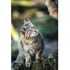 Wildcats (Felis silvestris) in their natural habitat