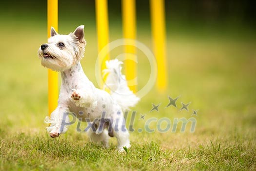 Cute little dog doing agility drill - running slalom, being obediend and making his master proud and happy Cute little dog doing agility drill - running slalom, being obediend and making his master proud and happy