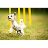 Cute little dog doing agility drill - running slalom, being obediend and making his master proud and happy