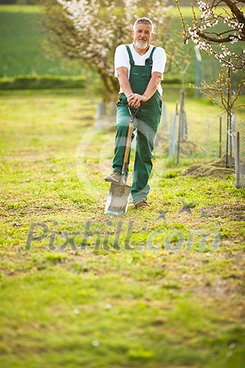 Portrait of a handsome senior man gardening in his garden, on a lovely spring day (color toned image)