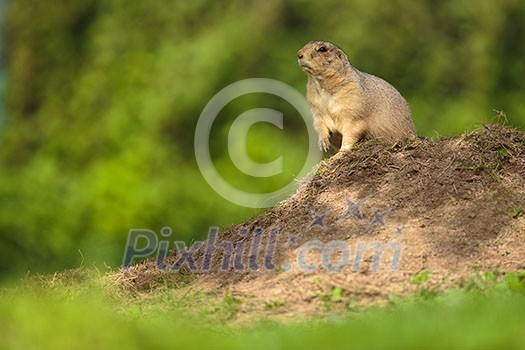 very cute black tailed prairie dog (Cynomys ludovicianus)