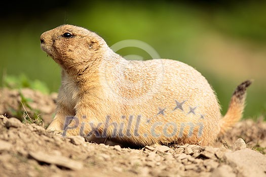 very cute black tailed prairie dog (Cynomys ludovicianus)