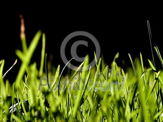 green grass bacground  in fresh nature