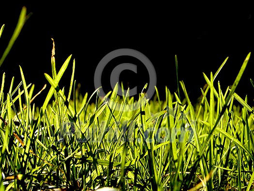 green grass bacground in fresh nature green grass bacground in fresh nature