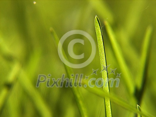 green grass bacground in fresh nature green grass bacground in fresh nature