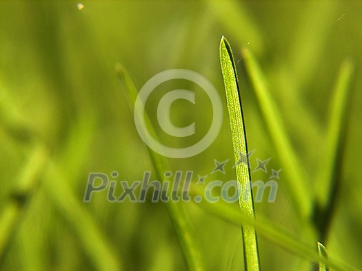 green grass bacground  in fresh nature