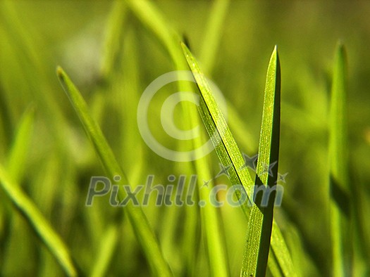 green grass bacground  in fresh nature