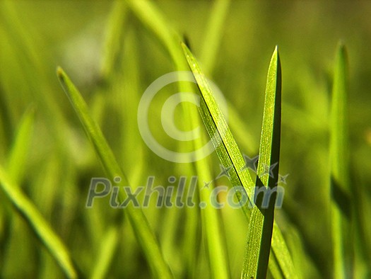 green grass bacground in fresh nature green grass bacground in fresh nature