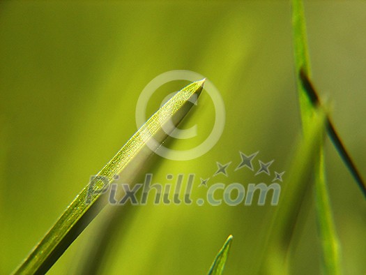 green grass bacground in fresh nature green grass bacground in fresh nature