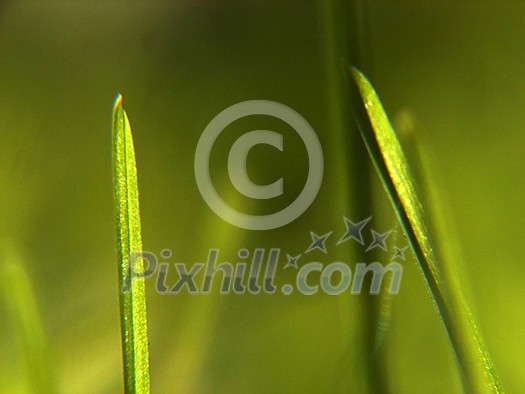 green grass bacground in fresh nature green grass bacground in fresh nature
