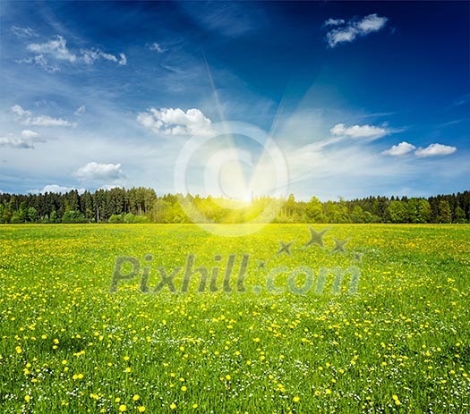 Summer meadow on sunset with blu sky and sun rays