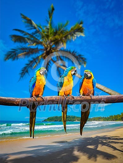 Tropical vacation concept - three parrots Blue-and-Yellow Macaw Ara ararauna also known as the Blue-and-Gold Macaw on tropical beautiful idyllic beach and sea background