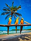 Tropical vacation concept - three parrots Blue-and-Yellow Macaw Ara ararauna also known as the Blue-and-Gold Macaw on tropical beautiful idyllic beach and sea background