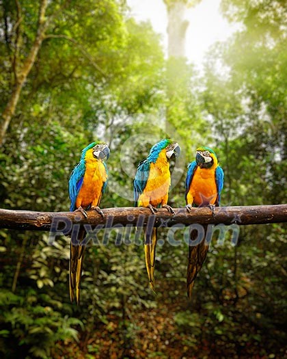 Exotic travel concept background - Blue-and-Yellow Macaw Ara ararauna, also known as the Blue-and-Gold Macaw on branch in tropical forest