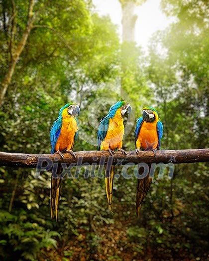 Exotic travel concept background - Blue-and-Yellow Macaw Ara ararauna, also known as the Blue-and-Gold Macaw on branch in tropical forest Exotic travel concept background - Blue-and-Yellow Macaw Ara ararauna, also known as the Blue-and-Gold Macaw on branch in tropical forest