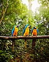 Exotic travel concept background - Blue-and-Yellow Macaw Ara ararauna, also known as the Blue-and-Gold Macaw on branch in tropical forest