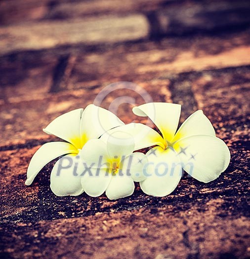 Vintage retro effect filtered hipster style travel image of three white frangipani plumeria spa flowers on rough stones