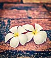 Vintage retro effect filtered hipster style travel image of delicate white frangipani plumeria spa flowers on rough stone surface