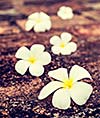 Vintage retro effect filtered hipster style travel image of Frangipani plumeria spa flowers on stones