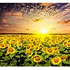 Idyllic scenic landscape - sunflower field on sunset with dramatic cloudscape
