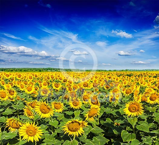 Idyllic scenic landscape - sunflower field and blue sky