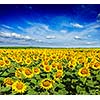 Idyllic scenic landscape - sunflower field and blue sky