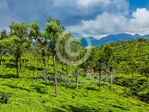 Kerala India travel background - green tea plantations with trees in Munnar, Kerala, India close up