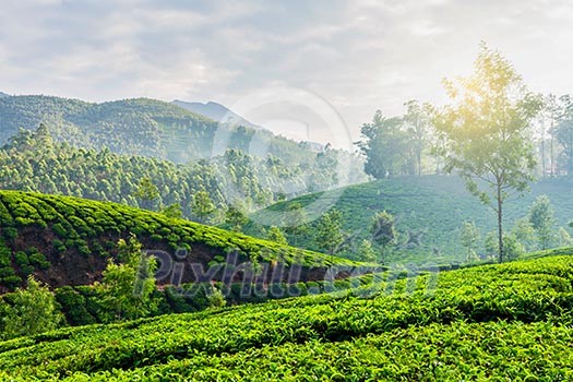 Kerala India travel background - green tea plantations in Munnar, Kerala, India in the morning on sunrise