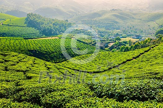 Kerala India travel background - green tea plantations in Munnar, Kerala, India - tourist attraction